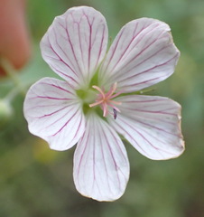 Geranium ornithopodon
