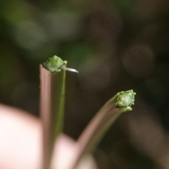 Xanthorrhoea johnsonii