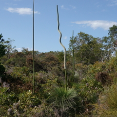 Xanthorrhoea johnsonii