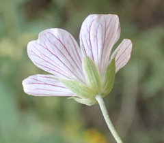 Geranium ornithopodon