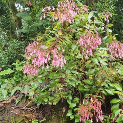 Fuchsia arborescens