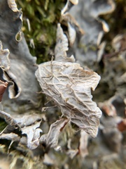 Peltigera membranacea