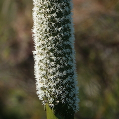 Xanthorrhoea johnsonii