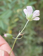 Geranium ornithopodon