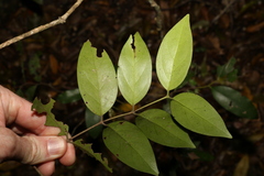 Psydrax lamprophylla