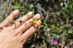 Acmispon glaber glaber