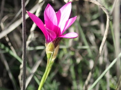 Romulea fibrosa