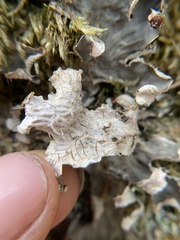 Peltigera membranacea