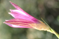 Romulea fibrosa