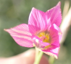 Romulea fibrosa