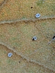 Aleuroplatus coronata