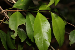 Loeseneriella barbata