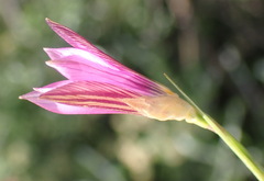 Romulea fibrosa