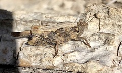 Tetrigoidea