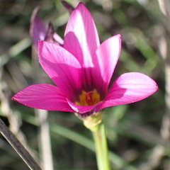 Romulea fibrosa