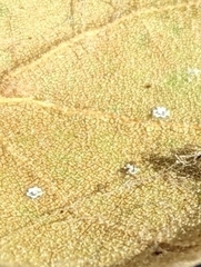 Aleuroplatus coronata