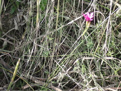 Romulea fibrosa