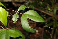 Loeseneriella barbata