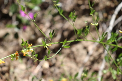Acmispon glaber glaber