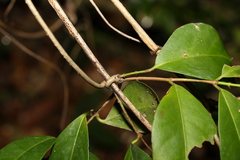 Loeseneriella barbata