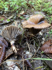 Gomphidius oregonensis