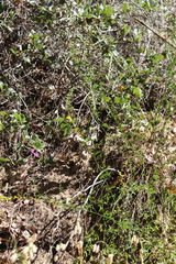 Acmispon glaber glaber