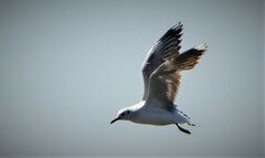 Chroicocephalus cirrocephalus