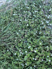 Richardia brasiliensis