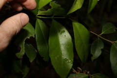 Loeseneriella barbata