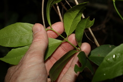 Loeseneriella barbata