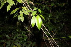 Loeseneriella barbata