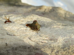 Telamona monticola