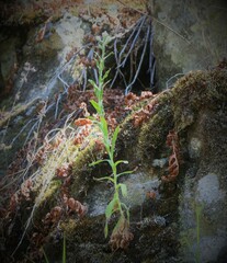 Pseudognaphalium californicum