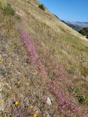 Clarkia