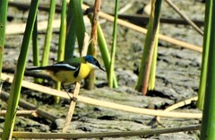 Tachuris rubrigastra