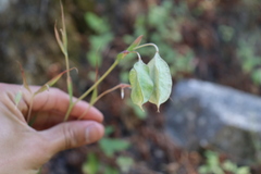 Calochortus albus