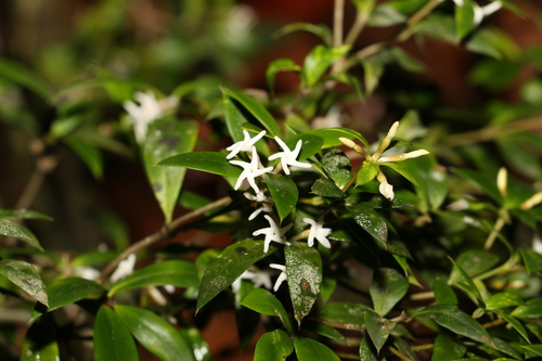 Alyxia ruscifolia (Alyxia ruscifolia)
