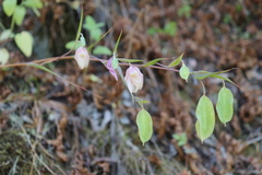 Calochortus albus