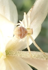 Thomisus citrinellus