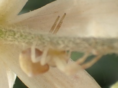 Thomisus citrinellus