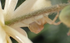 Thomisus citrinellus