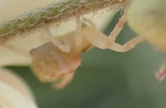 Thomisus citrinellus