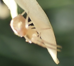 Thomisus citrinellus