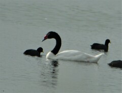 Cygnus melancoryphus