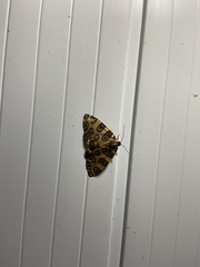 Pantherodes pardalaria