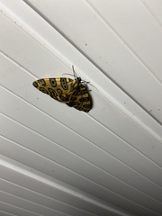 Pantherodes pardalaria