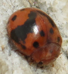 Subcoccinella vigintiquatuorpunctata