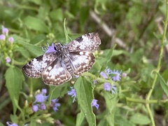 Chiomara georgina