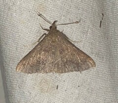 Renia flavipunctalis