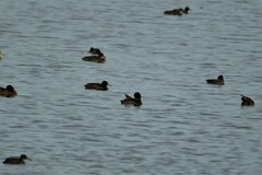 Heteronetta atricapilla